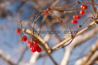 Red viburnum berries in winter