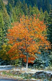 First winter snow and autumn colorful tree near mountain road