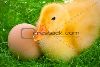 newborn duckling 