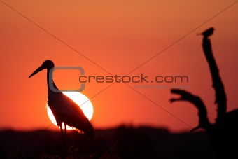 stork and sunset