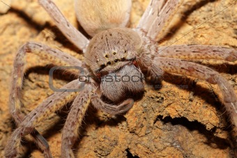 Spider portrait
