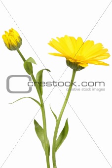 Yellow flower and bud of calendula