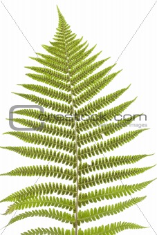 fern's leaf