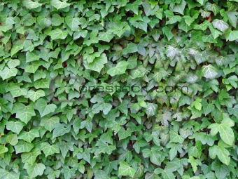 Green ivy leaves