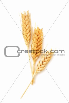 Wheat ears isolated 