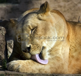 lioness licking