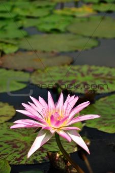 pink color lotus blooming