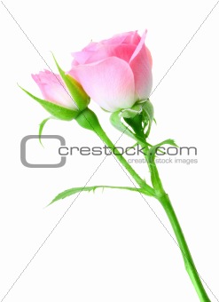Pink rose and bud on a green stalk