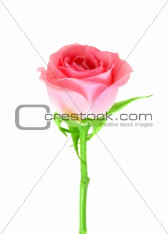 Pink flower of rose on a green stalk