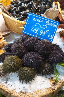 Fresh sea urchins on ice in French Fish Market
