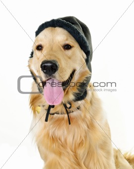 Golden retriever dog wearing winter hat