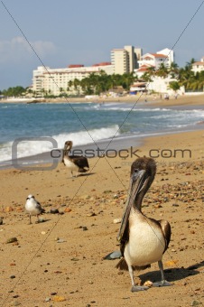 Pelicans on beach in Mexico