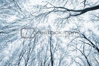 trees covered snow over winter sky