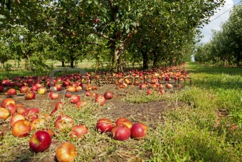 Apples on the ground 