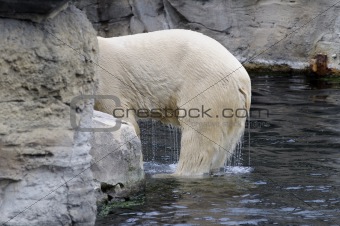Wet polar bear 