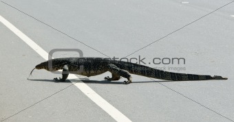 Wild large monitor lizard ( Ceylon ).