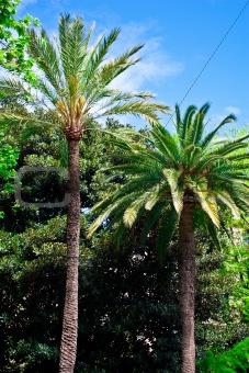  Tropical palm trees, Majorca.