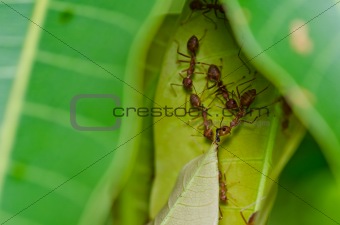 red ant power in green nature