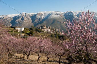 Guadalest at Almond blossom