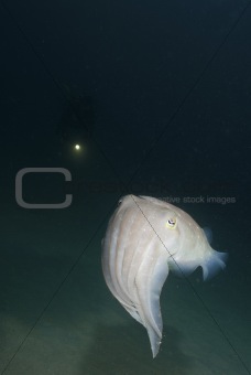 Cuttlefish closing in