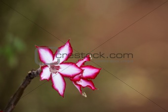  Impala lily flower