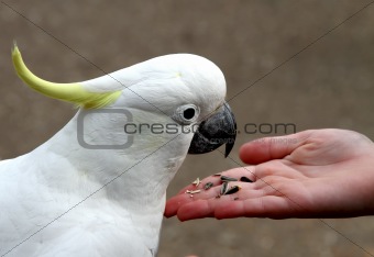 Cockatoo feeding