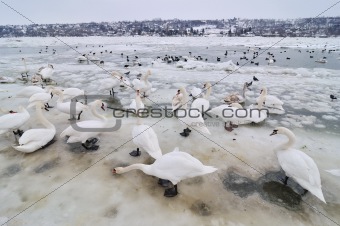 Swans on frozen river