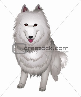 white Samoyed dog smiles.