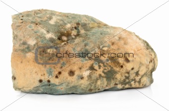Mould on Bread