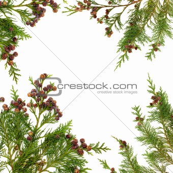 Cypress Leaf Border
