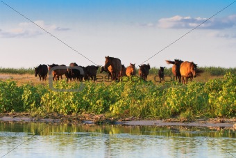 horses on the edge of a channel of water