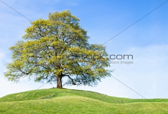 Summer tree isolted