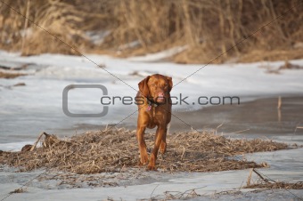 Vizsla Dog in a Winter Field