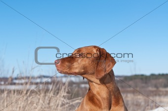 Vizsla Dog in a Field 