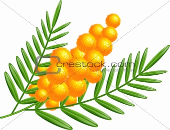Branch of mimosa