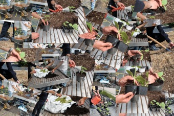 collage gardener