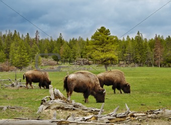 mountain valley with bisons and forest