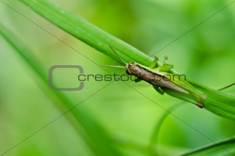 grasshopper in green nature 
