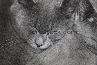 Gray cats are sleeping