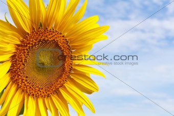 Closeup sunflower 