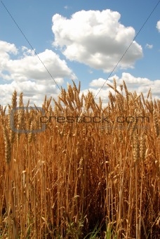 Wheat field