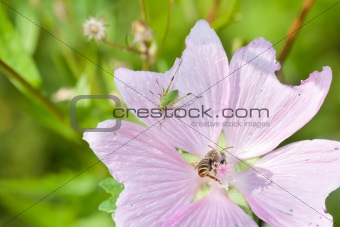 insects on the flower