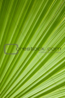 Green palm tree leaf 