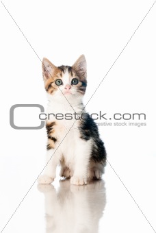Kitten isolated on white backdrop