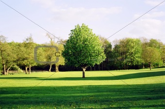 Green tree in Denmark