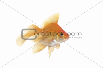 gold fish 