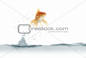  jumping out fish 