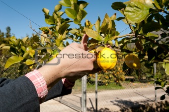 Harvesting lemons