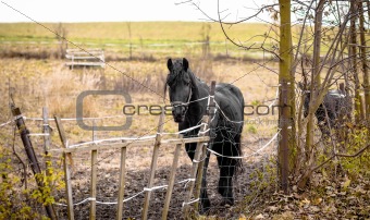 Skinny Horse outside in fenced yard area