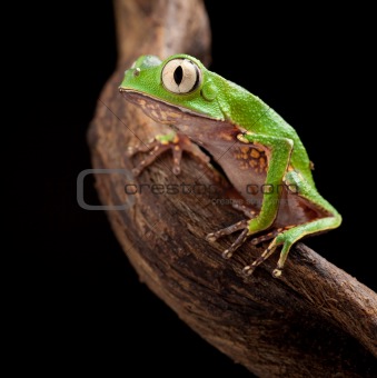 tree frog with big eyes